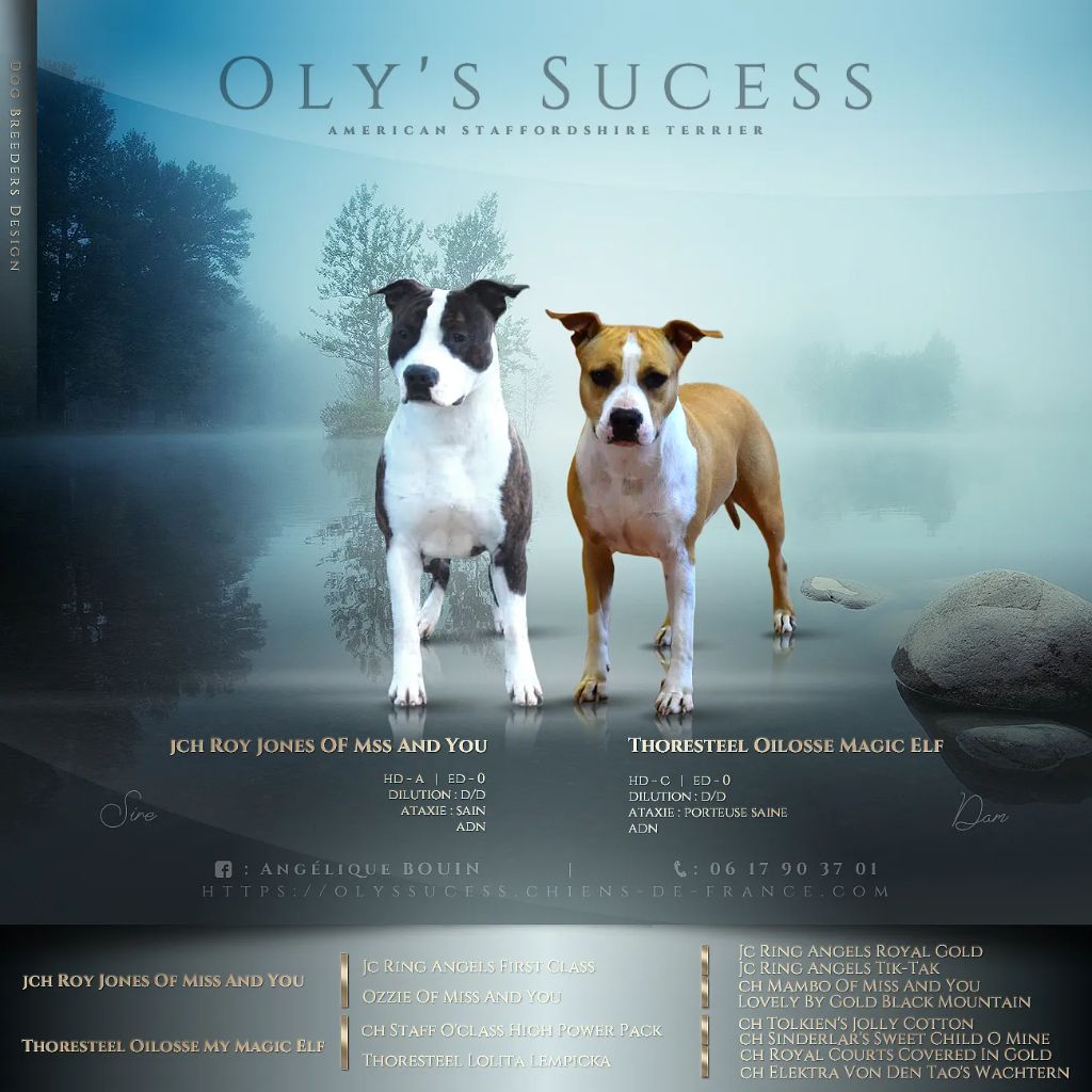 Oly's Sucess - American Staffordshire Terrier - Portée née le 19/11/2021