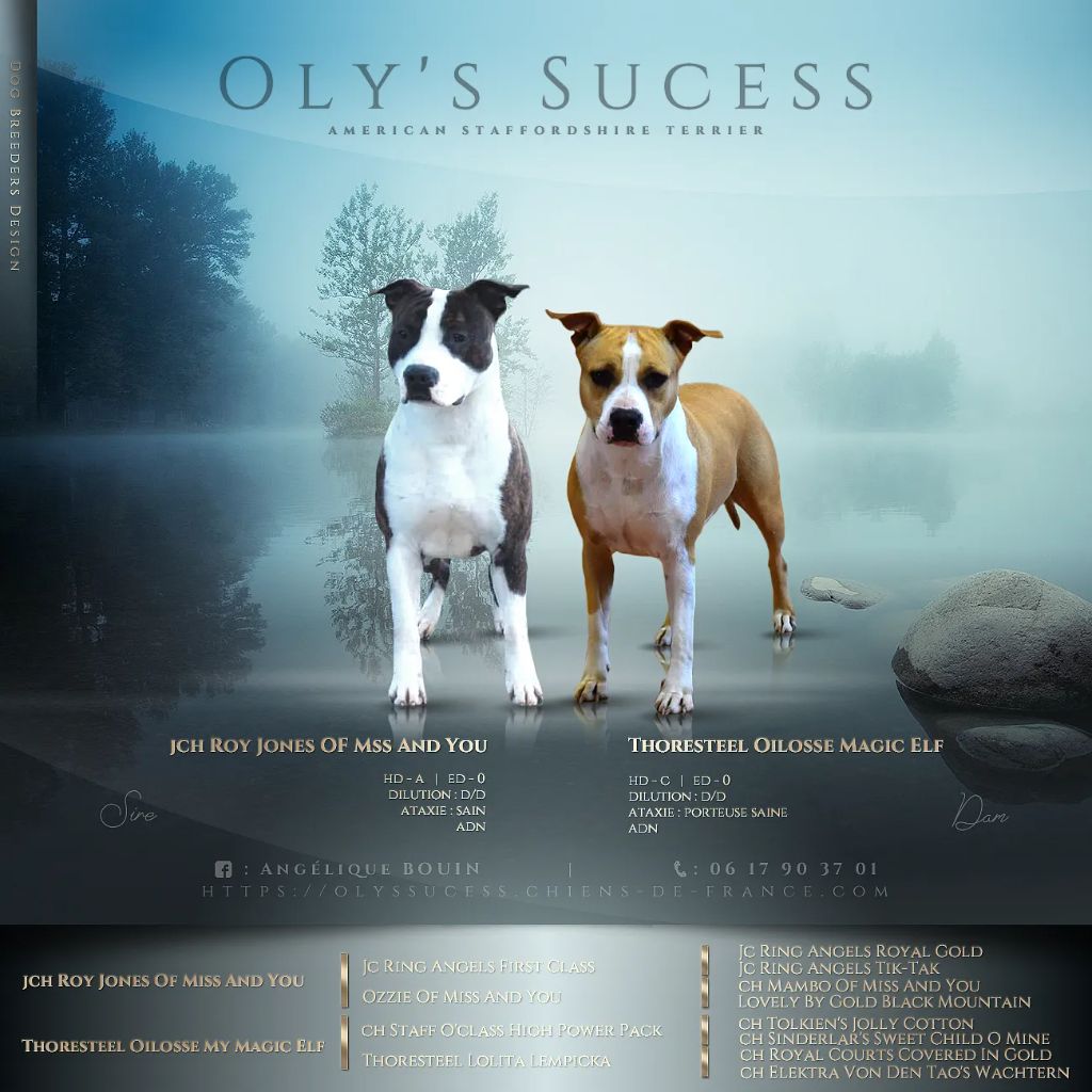 Oly's Sucess - American Staffordshire Terrier - Portée née le 19/11/2021